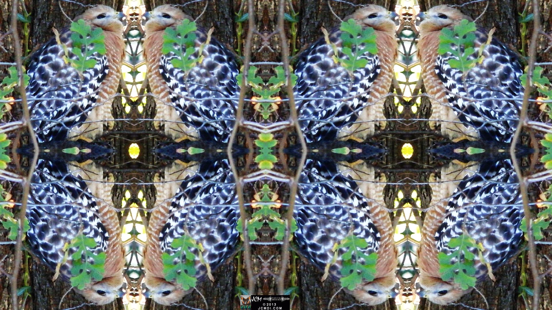 Red Shouldered Hawk (Quadroscopic Art Version)